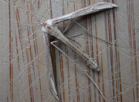 Morning-glory Plume Moth